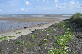 Das wattenmeer der nordsee ist eine im wirkungsbereich der gezeiten liegende, etwa 9000 km² große, 450 km lange und bis zu 40 km breite landschaft zwischen skallingen, dänemark. Quermania Wattenmeer Unesco Weltnaturerbe Nationalpark Schleswig Holsteinisches Niedersachsisches Und Hamburgisches Wattenmeer In Deutschland