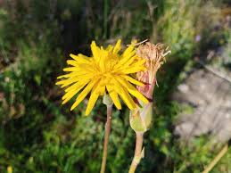 Image result for Pseudopodospermum hispanicum