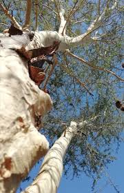 Image result for Pavetta troupinii