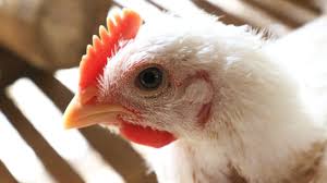 Ayam organik alternatif daging putih. Budidaya Ayam Broiler Organik Ayam Potong Lombok Organik