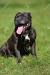 Blue English Staffordshire Terrier