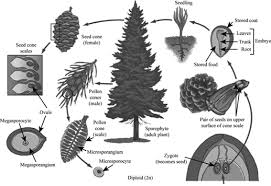 definition of the life cycle of a pine tree chegg com