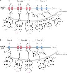 Image result for Major Histocompatibility Complex