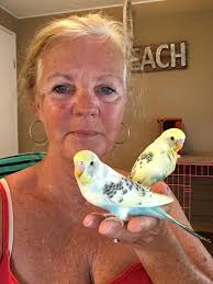 Hand feeding baby budgies and cockatiels experience