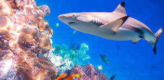 Who directed 'jaws', the 1975 thriller film about a deadly shark attack? Test Your Knowledge Over Shark Quiz Proprofs Quiz
