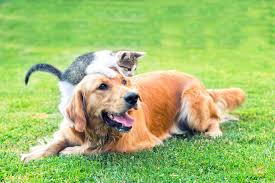 They are your treasured companion, best friend, and an important member of your family. Dog Cat Care In Nashua Nh All Pets Veterinary Hospital