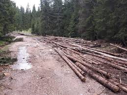 Imagini revoltatoare in Apuseni: Cum distrug taietorii de lemne o...