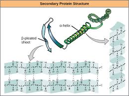 Solved What Are 5 Proteins Found In Muscle? What Do They Do? | Chegg.Com