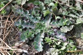 Image result for Sonchus dregeanus