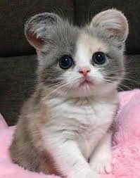 pin by tukinosizuku on koshki cute baby animals cute cats kittens cutest