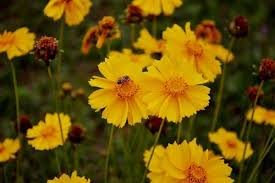 Spiny, rough, hairy, thick, leathery, woody, toxic, bitter, succulent or spicy leaves/stems. 10 Best Wind Tolerant Flowers Urban Garden Gal
