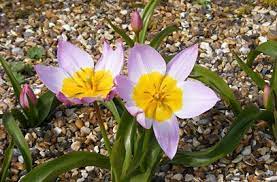Tulipa Saxatilis Bakeri Group Lilac Wonder 15 Plants Rhs Flower Show Tulips