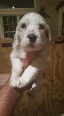 The english setter is exuberant and sociable, requiring frequent human companionship. Puppyfinder Com English Setter Puppies Puppies For Sale Near Me In Pennsylvania Usa Page 1 Displays 10