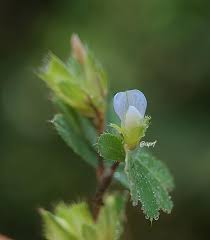 Image result for Jodrellia