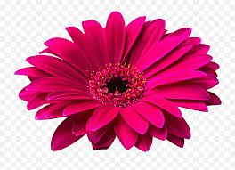 Flower bouquet 2 chinese red flower hand drawn. Daisy Flower Png Flores Hd Png Daisy Png Free Transparent Png Images Pngaaa Com