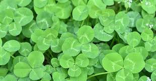 Apr 22, 2021 · science is incredible, and you can learn even more about this wonderful subject by answering science trivia questions. Which Plant Is In The Picture Trivia Questions Quizzclub