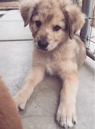 Pin Van Isabelle Fiset Op Creatures Leuke Honden Schattige Dieren Schattigste Dieren