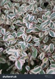 Image result for Terminalia neotaliala