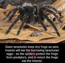 Wikipedia is a free online encyclopedia, created and edited by volunteers around the world and hosted by the wikimedia foundation. Giant Tarantulas Keep Tiny Frogs As Pets Insets Will Eat The Burrowing Tarantulas Eggs So The Spiders Protect The Frogs From Predators And In Return The Frogs Eat The Insects Awwducational