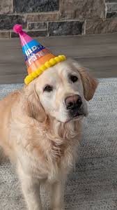 Golden retriever's 4th birthday celebration