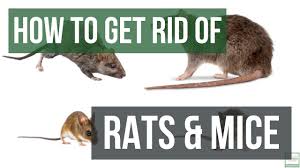 Many traps on the market are quite effective, but it is important to choose one with your specific circumstances in mind. How To Get Rid Of Rats And Mice Guaranteed 4 Easy Steps Youtube