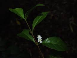 Image result for Mostuea brunonis