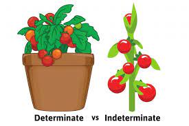 Once all their crop ripen, the plants die. Determinate Vs Indeterminate Tomatoes The Dos And Don Ts Of Each