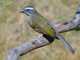 Canto Canario Da Terra Metralha Download Saltator Similis Trinca Ferro Pesquisa Google Passaros Brasileiros Animais Brasileiros Passaros