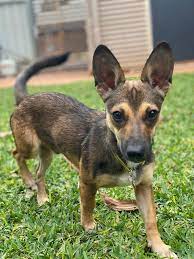 (closed monday, tuesday and wednesday.) because adoption center capacity is limited, we suggest that you check wait times and sign up on our adoption waitlist before coming to safe rescue. Safe Karratha Saving Animals From Euthanasia Petrescue
