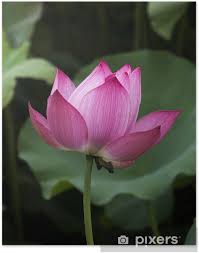 Visualizza altre idee su fiori, fiore di loto, piante. Poster Fiore Di Loto E Piante Di Fiori Di Loto Pixers Viviamo Per Il Cambiamento