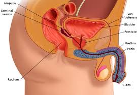 See more ideas about anatomy, anatomy drawing, man anatomy. 1 Sagittal Anatomy Scheme Of The Male Reproductive System 8 Download Scientific Diagram