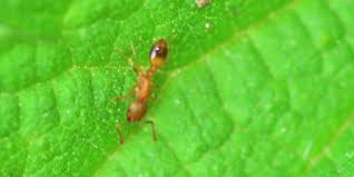We can also veil the ants with cornstarch and then clean them instead of using water. Ants Archives Page 2 Of 3 Suburban