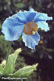 Image result for Meconopsis betonicifolia alba