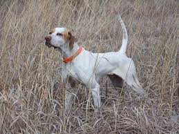 Best Quail Dogs Bird Dogs Bird Dogs Breeds Quail Hunting