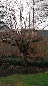 Like the other prunus trees presented here, this is an this kind is of interest mainly because it has fragrant white flowers. How To Prune An Old Neglected Cherry Tree 224240 Ask Extension