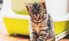 ** dikemaskini semula pada mac 2016 mengikut peredaran masa **. Ciri Ciri Penyebab Dan Cara Mengobati Pup Kucing Berdarah Pintarpet