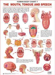 Summer Sense Organ The Mouth Tongue And Speech Body