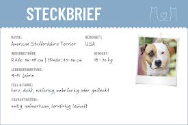 Unsere hunde werden nicht in zwingern gehalten! American Staffordshire Terrier Steckbrief Charakter Wesen Haltung