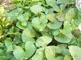 Maybe you would like to learn more about one of these? An Invasive Plant To Avoid Under The Solano Sun Anr Blogs
