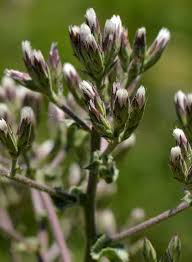 Image result for Microchloa afra