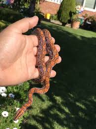 A terrestrial species, it is known for its attractive iridescent/holographic sheen caused by structural coloration. Meet Corvo The High Red Baby Brazilian Rainbow Boa Produced By Dave Colling Of Rainbows R Us Reptiles Born 7 2 Brazilian Rainbow Boa Cute Reptiles Cute Snake