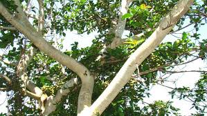 Image result for Ficus sur