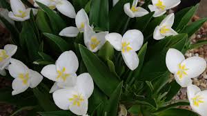 Image result for Commelinaceae