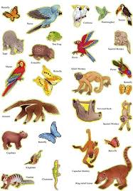 Image From Https S Media Cache Ak0 Pinimg Com 736x 0e 0d 1a 0e0d1ab41c8618574cf6dc4f2edf03b Rainforest Animals Amazon Rainforest Animals Rainforest Classroom