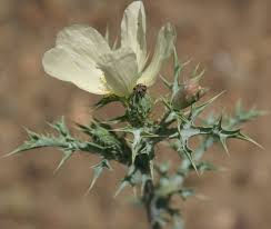 Image result for Argemone ochroleuca