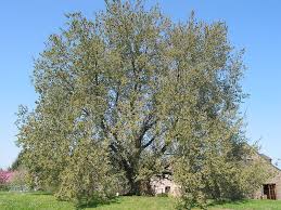 European white elm (ulmus laevis pallas) populations are scarce, small and fragmented in the iberian peninsula. Der Baum Des Jahres 2019 Ulmus Laevis Die Flatterulme Dendron Akademie