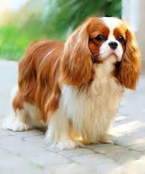 The Cavalier King Charles Changed Dramatically In The Late 17th Century When It Was Int 2020 Sevimli Kopek Yavrulari Cavalier King Charles Sevimli Hayvan Yavrulari