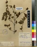 Image result for Mostuea hirsuta