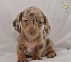 Sire is a kc registered pra clear minuture dachshund. Baxter Dachshund Puppy For Sale In Ephrata Pa Happy Valentines Day Happyvalentinesday2016i