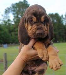 Litter Of 9 Bloodhound Puppies For Sale In Warrior Al Adn 71424 On Puppyfinder Com Gender Male S And Female S Puppies Bloodhound Puppies Puppies For Sale